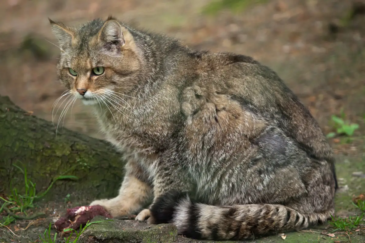 Europäische Wildkatze (Felis Silvestris)